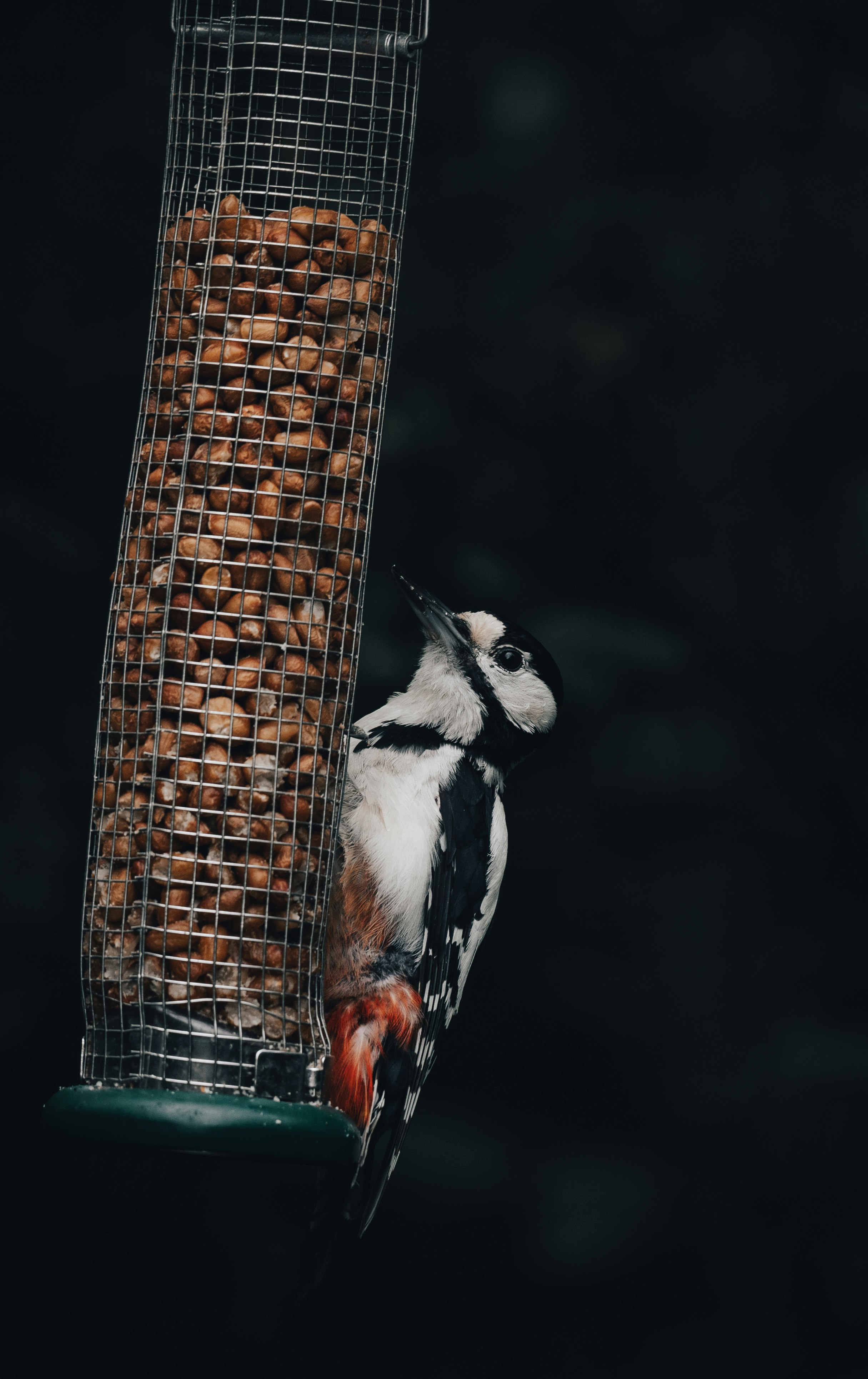 black and white bird on brown wicker basket